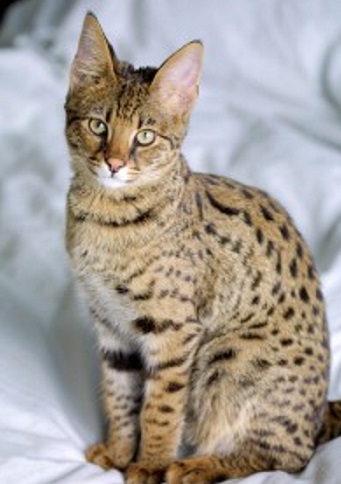 派多格宠物养护专家来分享一下,世界上贵的猫咪——萨凡纳.